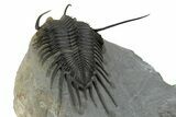 Spiny Psychopyge Trilobite - Issoumour, Morocco #350539-2